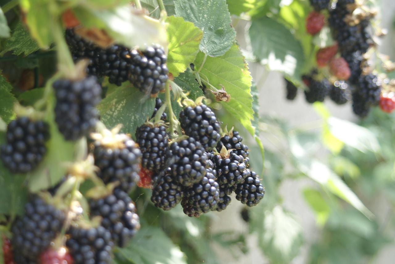 B&B Klinkaart Rumst Zewnętrze zdjęcie